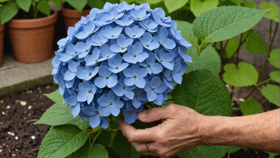 learn the best time and method for successfully rooting propagating hydrangeas with our comprehensive guide.