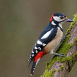 explore the beauty of a colorful and commonly found woodpecker with the great spotted woodpecker. learn about its habitat, behaviors, and striking appearance.