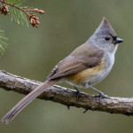 discover the stunning beauty of the oak titmouse with brightly colored plumage in this captivating guide. learn about its striking appearance, unique behavior, and more.