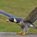 learn about the peregrine falcon, the fastest raptor in the world, its characteristics and hunting prowess in this captivating article.