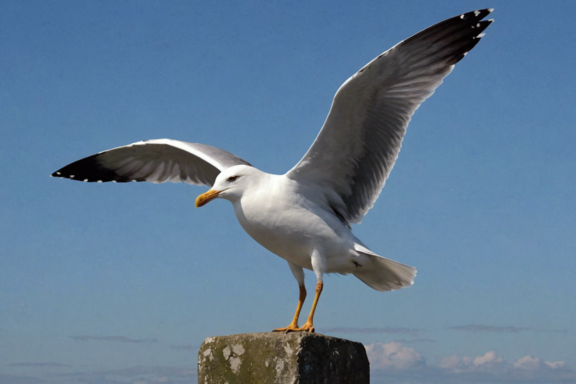 discover the significance of the seagull as a powerful symbol of the sea and sky in this captivating exploration of nature and freedom.