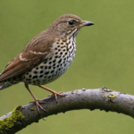 the song thrush is a migratory bird with spotty brown feathers.