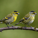 learn about the fascinating eurasian siskin, a sociable bird known for its presence in alder trees. discover its unique behaviors and characteristics.