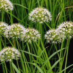 discover the fragrant flowered rush, an aquatic plant with perfumed blossoms. delight in the exquisite scent of its blossoms as they adorn your aquatic garden.