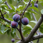 learn how and when to properly prune a plum tree to help it thrive and produce bountiful fruit. discover the best pruning techniques and timing for maintaining a healthy and productive plum tree.