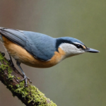 discover the remarkable eurasian nuthatch, a bird with the extraordinary ability to walk upside down. learn more about this fascinating bird and its unique characteristics.