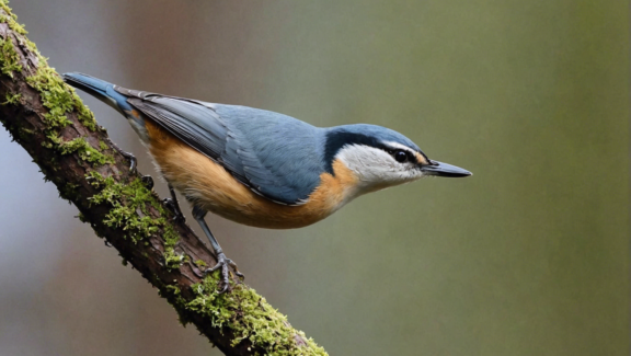 discover the remarkable eurasian nuthatch, a bird with the extraordinary ability to walk upside down. learn more about this fascinating bird and its unique characteristics.