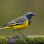 discover the grey wagtail, a beautiful long-tailed bird that is protected and revered in the natural world. learn about its striking appearance and fascinating behavior.