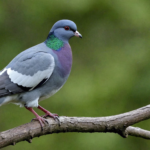 discover the wood pigeon, a familiar and widespread bird in our natural surroundings. learn about its characteristic features and behavior.