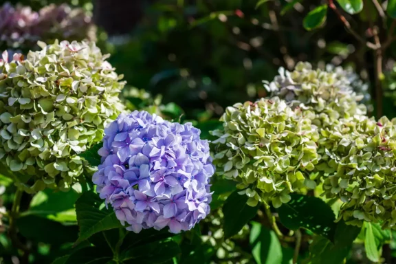 Transitioning Your Summer Garden into a Fall Wonderland