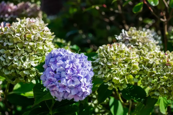 Transitioning Your Summer Garden into a Fall Wonderland