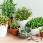 How to Create an Indoor Herb Garden for Fresh Winter Cooking