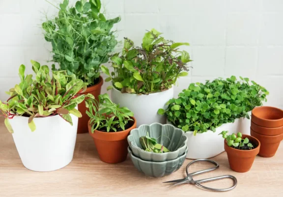 How to Create an Indoor Herb Garden for Fresh Winter Cooking