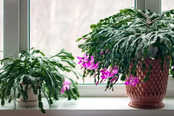 Best Indoor Plants for Winter Light Conditions