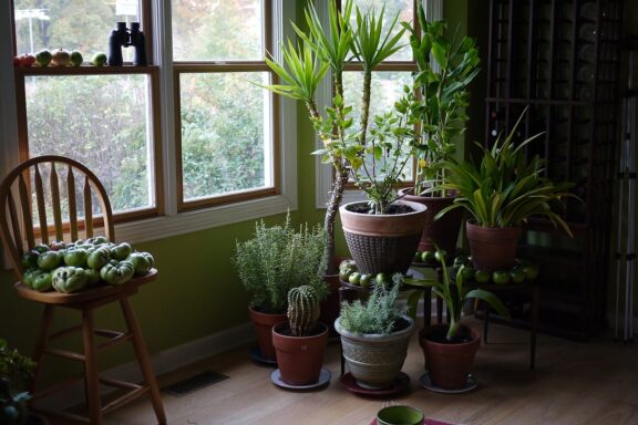 Houseplant Revival