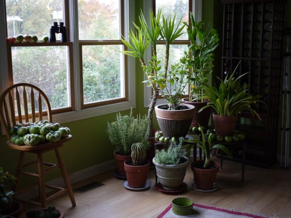 Houseplant Revival