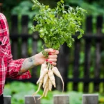 5 Easy Vegetables to Grow for New Gardeners in the US