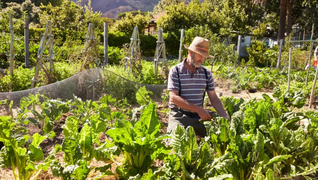 Best Vegetables for Dry Climates: Gardening in the Southwest