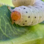 Top Solutions for Common Vegetable Gardening Pests in the US