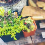 Container Gardening Trends: New Ideas for Small Spaces