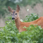 Keep Deer and Rabbits Out of Your Vegetable Garden