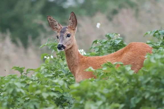 Keep Deer and Rabbits Out of Your Vegetable Garden