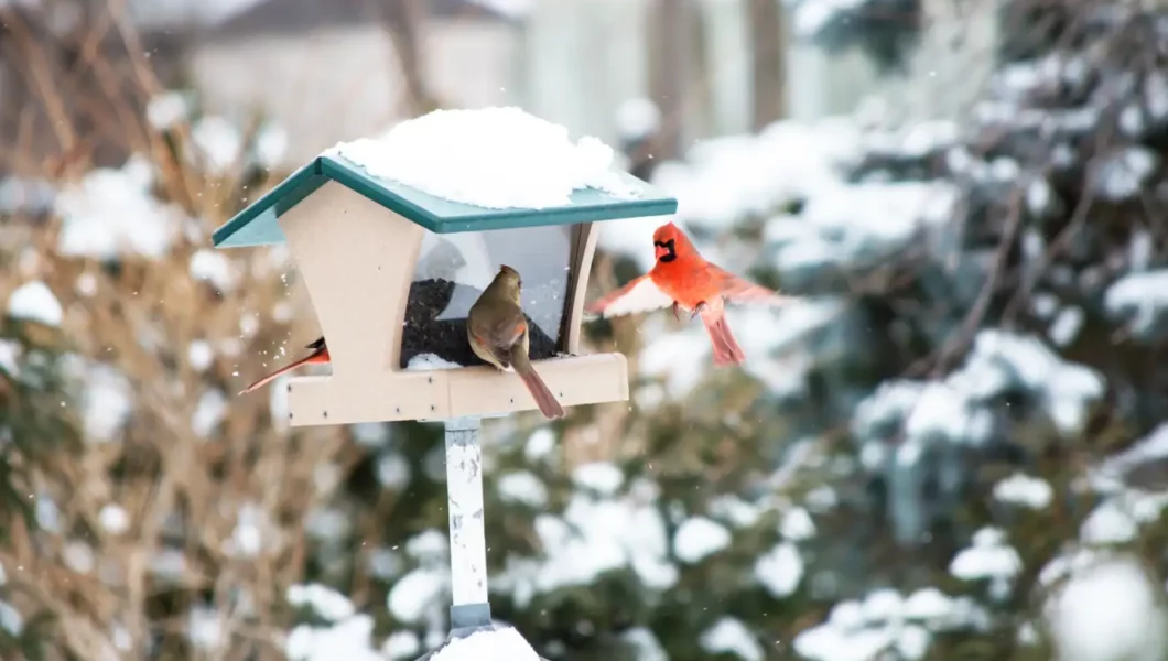 Winter Bird Gardens: Attract Native Species