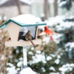 Winter Bird Gardens: Attract Native Species