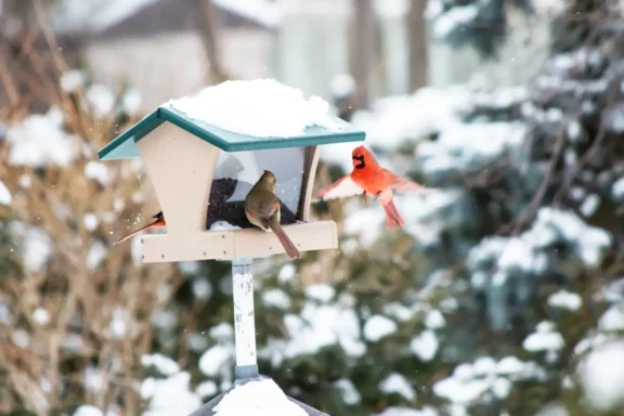 Winter Bird Gardens: Attract Native Species